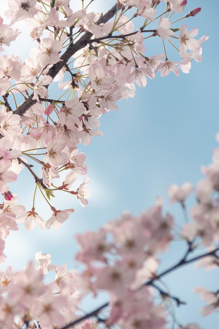RJ Service Home and Garden Improvements - Handyman in Boston, Lincolnshire