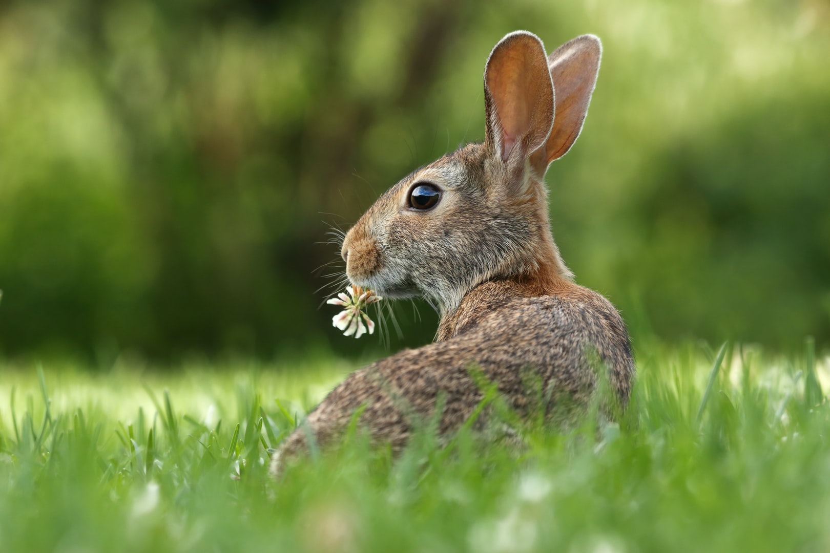 Best Handyman, Gardener and Lawn Mowing in Boston, Lincolnshire